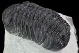 Bargain, Morocops Trilobite - Visible Eye Facets #91917-3